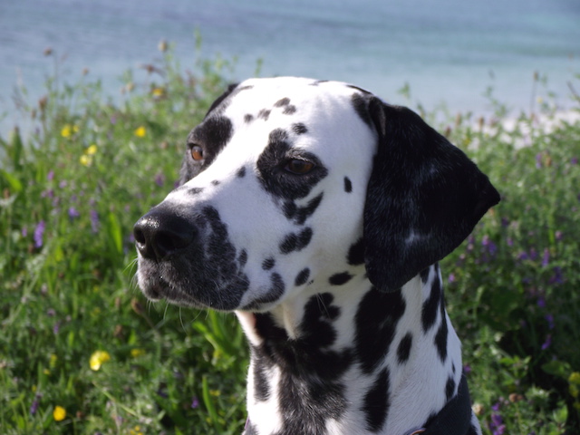 Reuben - black spot Dalmatian by the sea